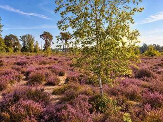 Charming forest house on the Purple Heath - 9
