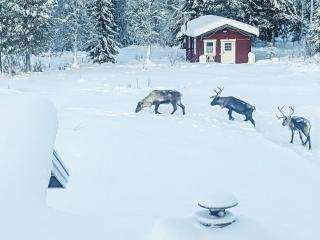 Holiday Home Fjällrävstuga by Interhome - Jerfojaur - 6