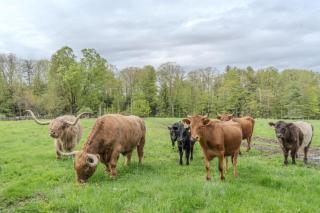Cozy Highland Cattle-View Suite Peaceful, Private Pet-Friendly - 4