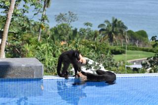 Casa Vista Oceana, Top-Rated Ocean View Near Mnl Antonio Park & Beach, Wildlife Daily - 4