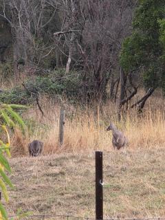 Moonaree Cabin, Narrawong - 0