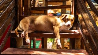 Lazy Dog Bed & Breakfast - 1