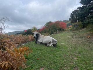 Ferme-auberge le cochon du Madres - 1