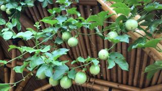 SomWhrEls - 1