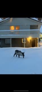Arctic Serenity - 4
