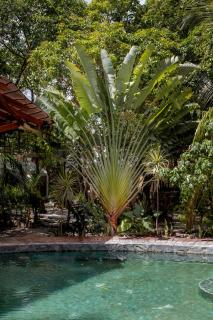 Botånica Tulum - 7