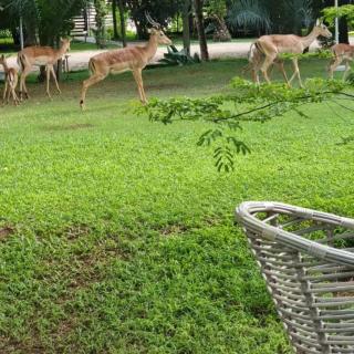 Four Pillars Lodge Chilanga - 2