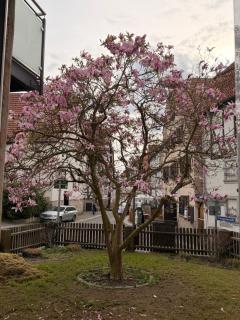 Magnolia Suite - 4 Sterne-Neubau im Fachwerkhaus mit Stadtgarten - 9