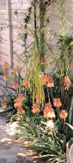Aloe Haven - 0