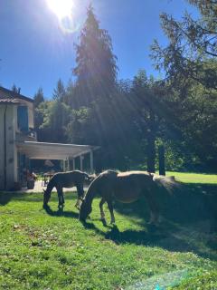 Agriturismo La Casa Nel Bosco - Boveglio - 9