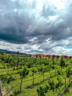 Casa Reva with amenities and paddle court - 5
