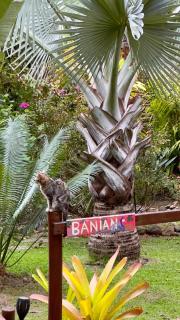 Oasis de Tendéa - Bali à Farino - 5