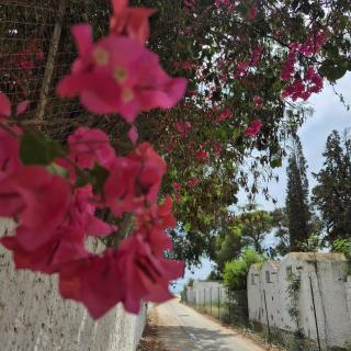 Residence bosten 3 hammamet - 4