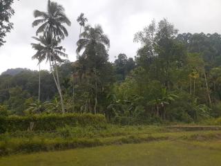 Sobadahama, Pundaluoya home stay - 2