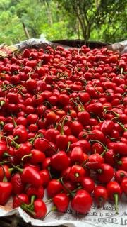 Himalayan Farmer Farm - 8