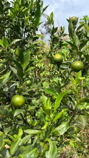 Himalayan Farmer Farm - 1