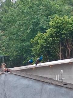 Sri Lanka PEACOCK VIEW - 2