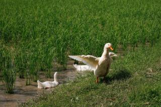 Hang Tueng farm stay Chiang Mai แฮงตึง ฟาร์มสเตย์ เชียงใหม่ - 3