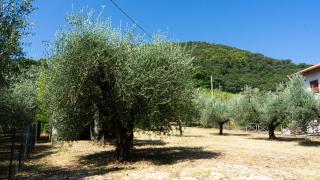 L'azzurro tra gli ulivi - 9