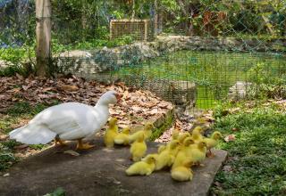 Mizuki Garden Resort at Semenyih by HCK - 1