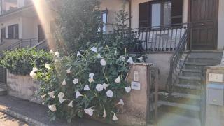 A Casa IDA - Bagnoregio - 8