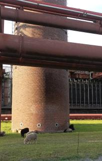 ZOLLVEREIN-FLEX, zentral und flexibel wohnen Apt, 1-2 Gäste, Schlaf-Wohnraum mit Doppelbett, Küche, Diele, Bad--oder als--Fewo,1-4 Gäste zusätzlich Wohn-Schlafraum mit Komfort-Schlafcouch - 4