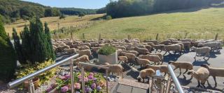 Modernes Rhombushaus im Naturparadies Sauerland - 0