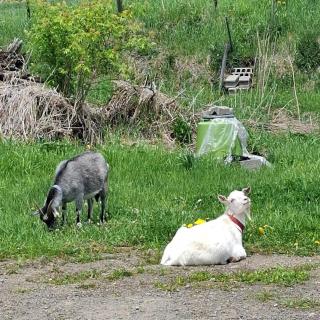 Los Perritos Hokkaido's Little California - 1