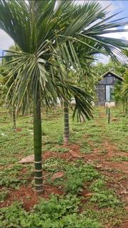 Natures Nest - 5