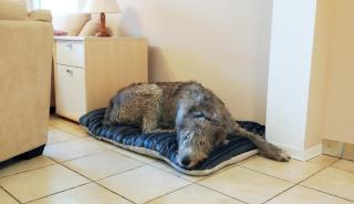 Ferienhaus Kleine Auszeit - 7