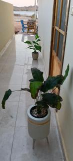 Blue Rose Guest House - 7