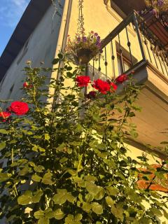 B&B Dulcamara - 1