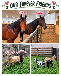 Red Fox Stables Equestrian Estate Indoor Pool - Schoharie - 7