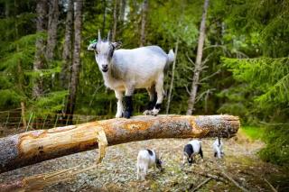 Hengende Tretopphus På Idyllisk Småbruk Med Esel,Minihest Og Geit - 4