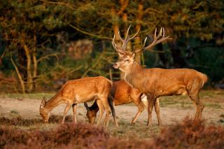 Veluwe Rentals - Design Chalet With Private Sauna and Fenced Garden - Nationaal Park De Hoge Veluwe - 0