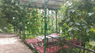 Chimgan dacha - 7