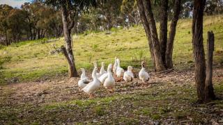 Tiny House Farmstay at Dreams Alpaca Farm - A Windeyer Outback Experience - Windeyer - 1