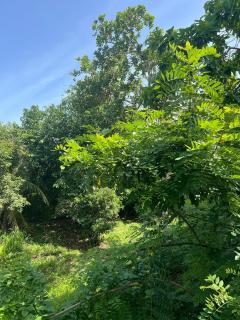 Calm Aruna Boutique Lodge - Mirissa - 9
