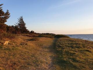 Seaside Serenity at Skaven Strand-By Traum - 5