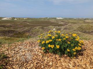 Cozy Dune Cottage Retreat-By Traum - 7