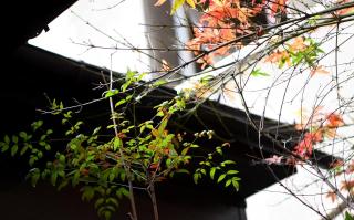 茉逸萱 - 8