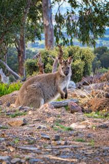 Mount Rumney Escapes - 5 Seaview Kangaroo House - 3