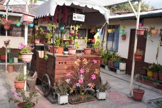 El Patio de las Orquídeas - Centro Histórico de Cuenca - 5
