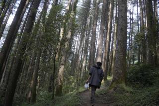 Ambiya Paradise Himalayan Forest Cottage - 1
