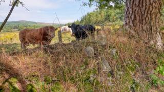 Nire Byre - 6