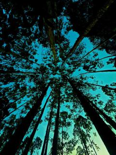The Chawia Paradise - 1