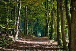 Ferienwohnungen Am Limespfad - Hesselbach - 3