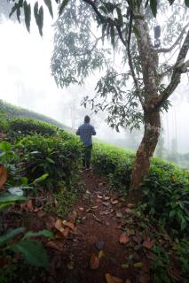 The90sVilla - Pool Amidst Tea Gardens - 8
