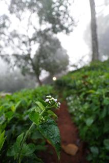 The90sVilla - Pool Amidst Tea Gardens - 3