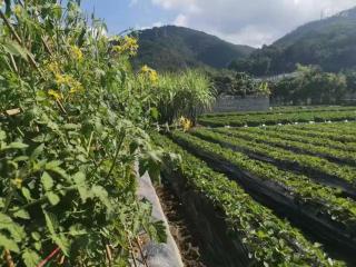 Meizhou Junzhilou B&B - 7